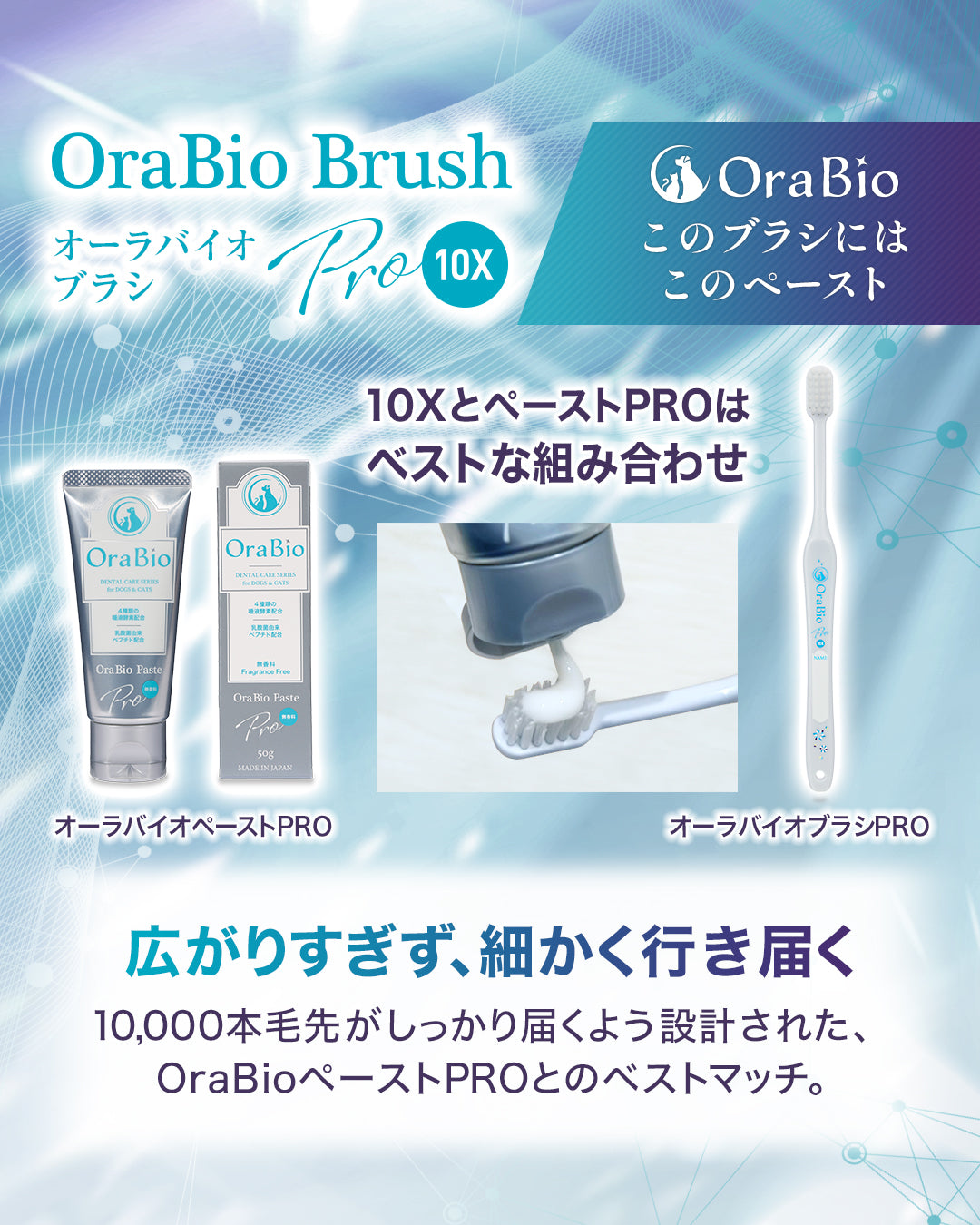 오라 바이오 브러쉬 라지 네이비(치과 위생사 추천) 12개들이