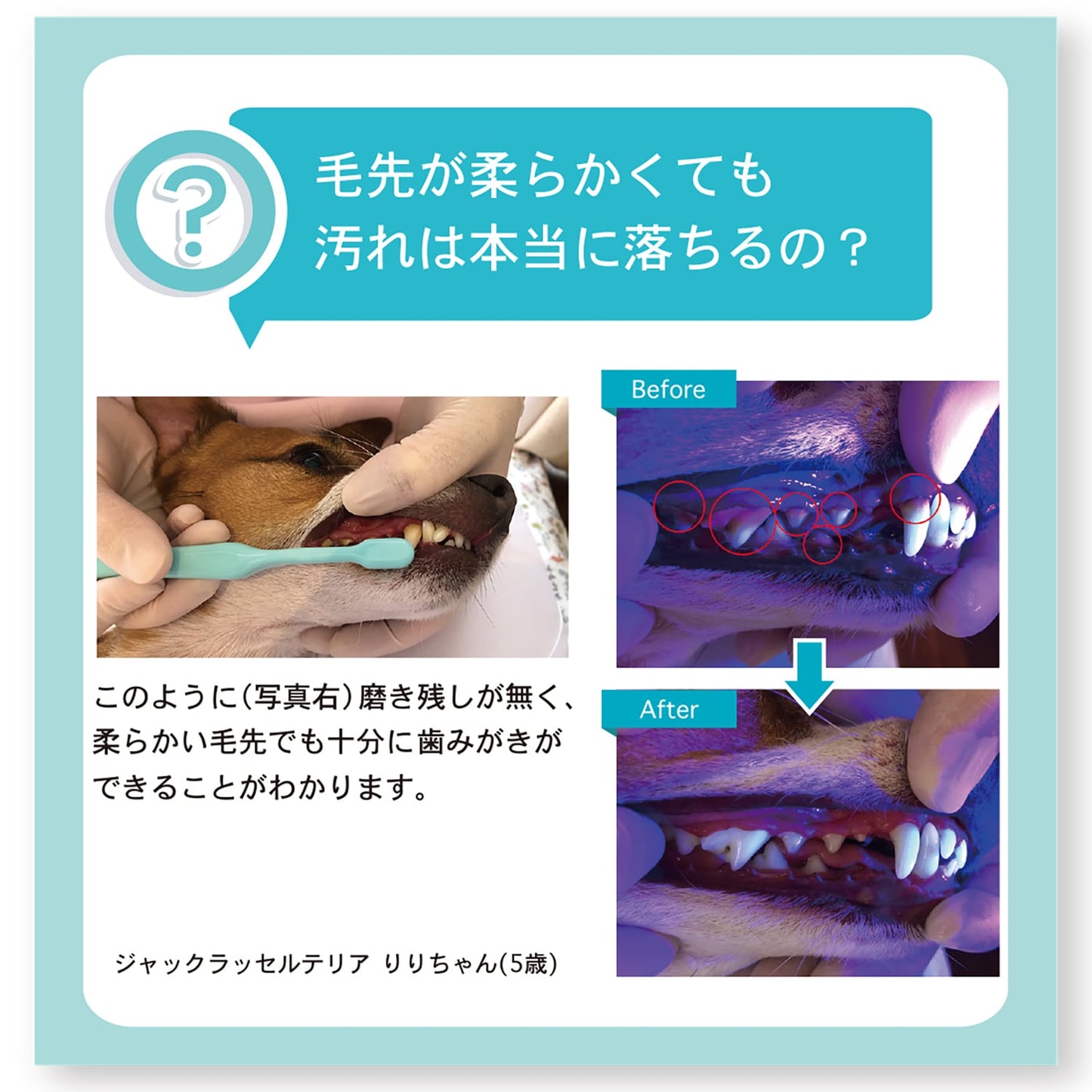オーラバイオブラシ　短毛タイプ（歯科衛生士推奨）12個入り
