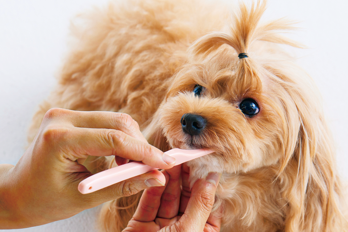 歯ブラシ・スポンジ